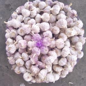 Quality Normal White Fresh Garlic wholesale