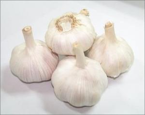 Quality Pure White Garlic wholesale