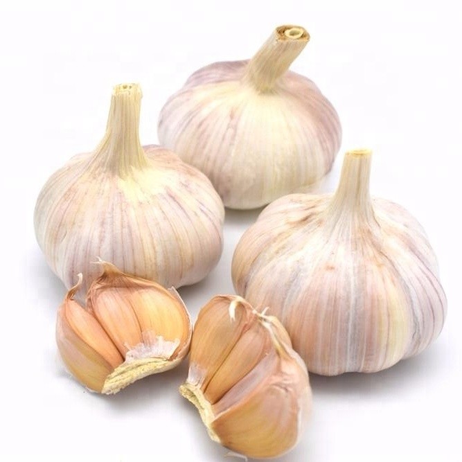 Quality New Crop Chinese Pure White Garlic with Good Quality wholesale