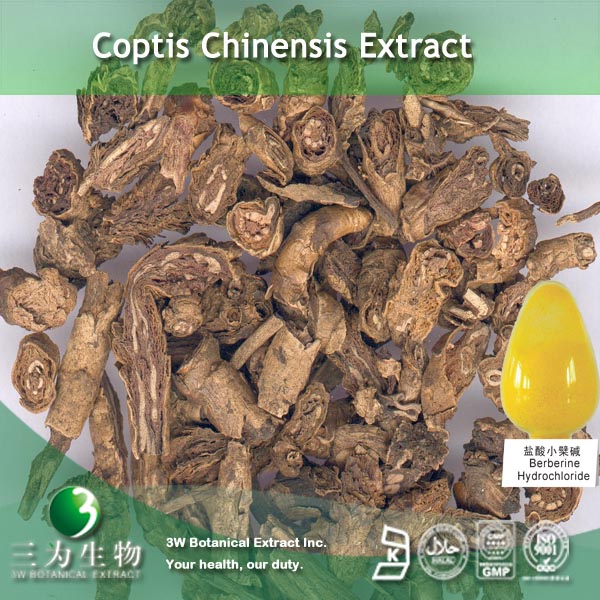 Buy cheap Coptis Chinensis Extract from wholesalers
