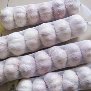 Quality Fresh natural pure white garlic wholesale