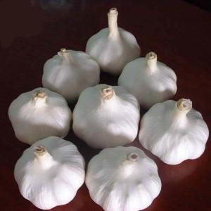 Quality Organic pure white garlic and normal white garlic price per ton wholesale