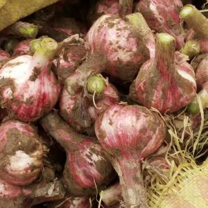 Quality Sell fresh garlic/Purple Garlic Red Garlic wholesale
