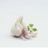 Buy cheap New Crop Fresh White Garlic From Reliable Supplier from wholesalers
