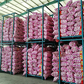 Quality China purple garlic in 3p/net bag wholesale