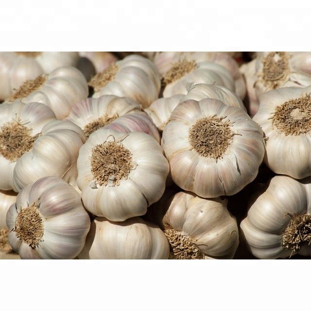 Quality New Crop Cheap Pure White Garlic For Wholesale wholesale