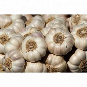 Quality New Crop Pure White Garlic With Good Quality wholesale