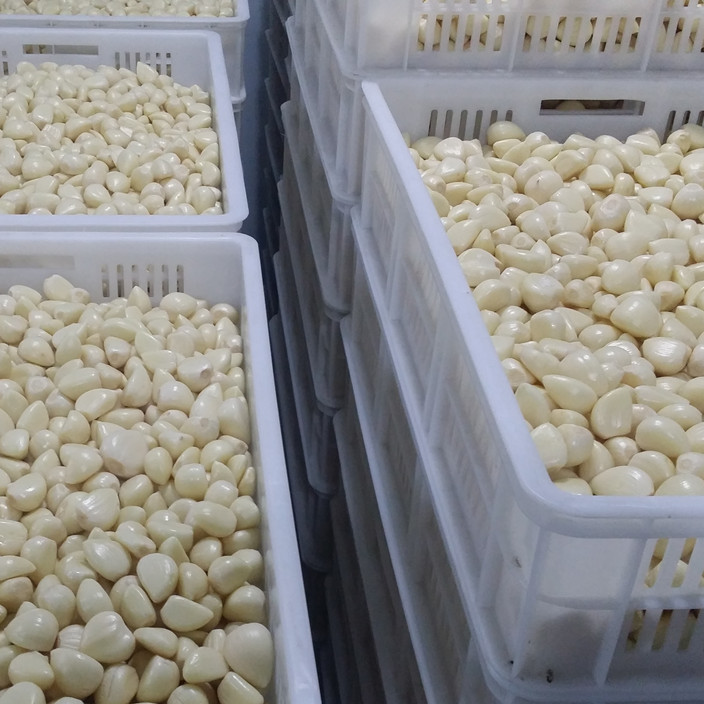 Quality Chinese fresh peeled garlic, vacuum packed peeled garlic cloves wholesale