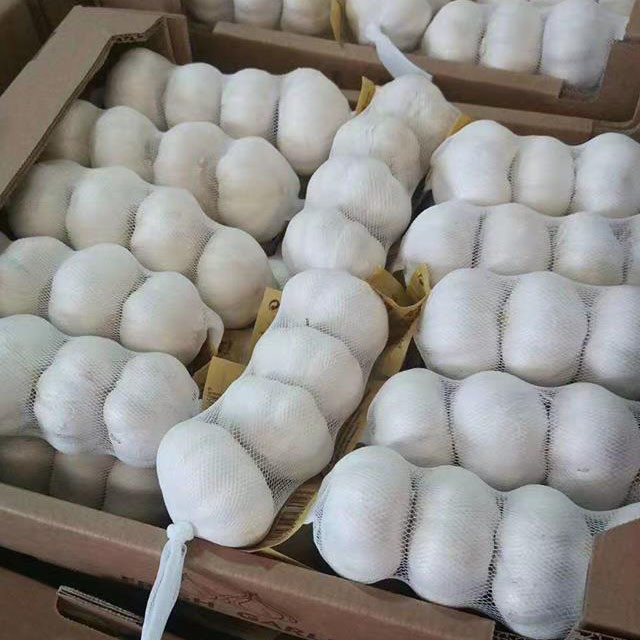 Quality Fresh Garlic Price Braid Garlic For Sale wholesale