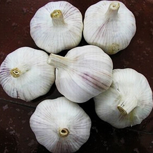 Quality Cheap chinese normal white garlic for wholesales wholesale