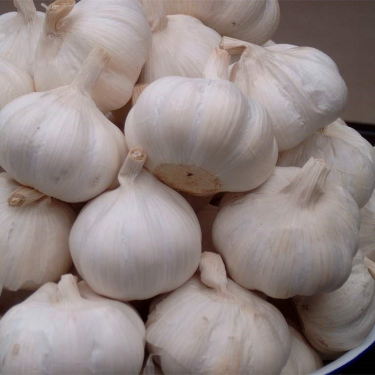 Quality Snow White Garlic Super White Garlic Fresh White Garlic wholesale