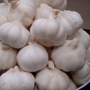 Quality Wholesale Chinese Normal White Garlic wholesale