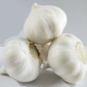 Quality Chinese Fresh Pure White Garlic in 4p/net bag wholesale