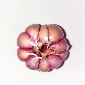 Quality Fresh Purple Skin Garlic for China Market wholesale