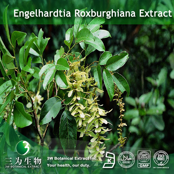 Buy cheap Engelhardtia Extract from wholesalers