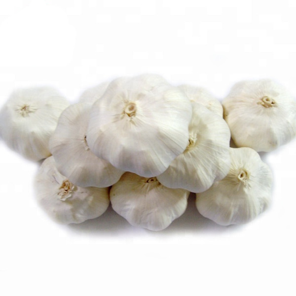 Quality New Season Chinese Fresh Garlic Normal White wholesale