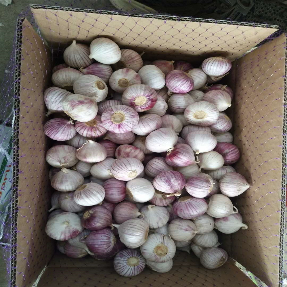 Quality China Factory Single Clove Garlic Price wholesale