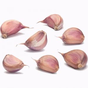 Quality 2019 New Season Top Quality Purple Garlic wholesale