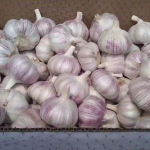 Quality Quick Freezing Fresh Garlic wholesale