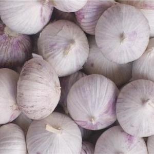 Quality Fresh Garlic Single Clove wholesale