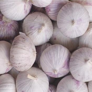 Quality Single Clove Black Garlic wholesale