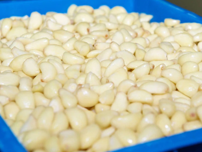 Quality Factory Supplier Chinese Fresh Peeled Vacuum Nitrogen Barrels Garlic wholesale