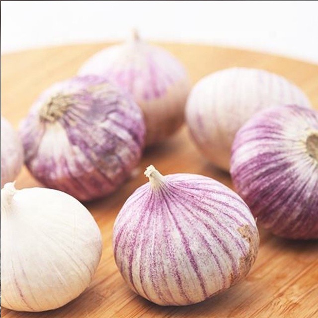 Quality Purple Garlic for sale ready to export from China season 2019 wholesale