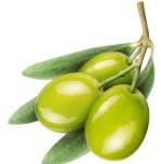 Fresh Olive cooking oil edible oil pre- press machine extractor