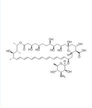 Quality 5-Amphotericin B Yellow Powder Price wholesale