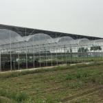 Prefabricated Tomatoes Tunnel Plastic Greenhouse / Film Multi Span Greenhouse