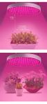 Aluminum Body Material Full Spectrum LED Grow Light 50w UFO Horticultural Tonic