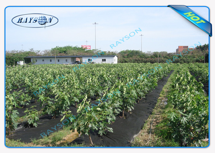 3% UV Protection 10 Year Guarantee Agricultural Non Woven Cover Spunbond In Black Color
