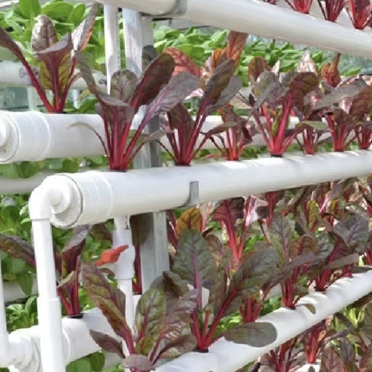 Glass Greenhouse Hydroponic Vegetable System