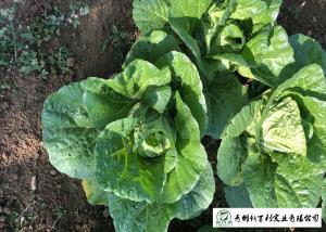 Quality Natural Plant Flat Head Cabbage Improve Digestion Easy Store For Supermarket wholesale
