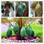 80x100cm Anti-Insect Fruit Protection Mesh Bag 40-100gsm PE Material for Date