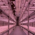 Hydroponic Smart Farming Container Greenhouse for Agriculture 40ft Container
