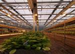 Modern Multi Span Agricultural Greenhouse , Plastic Film Hydroponic Greenhouse
