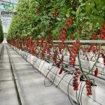 Blueberry Grapes Commercial Greenhouse with Heat Preservation Quilt and Heating