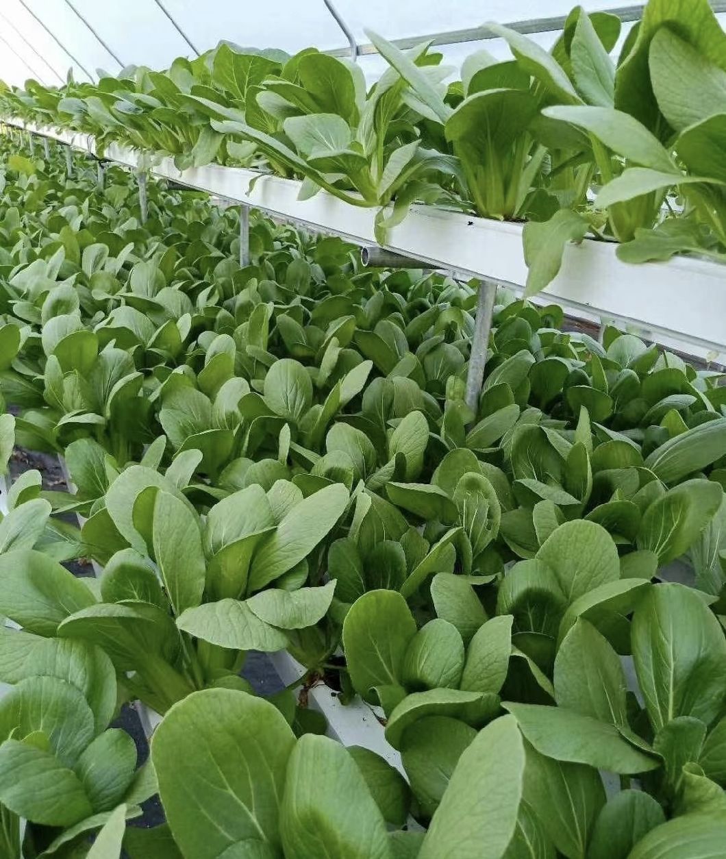 Efficient Water Pipe Agricultural Greenhouse Solution