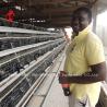 Buy cheap A Type 160 Capacity Layer Battery Cage System , Egg Laying Chicken Cage Sandy from wholesalers