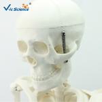 180cm Tall Human Anatomical Skeleton Educational Model Life Size VIC-101
