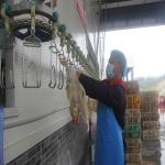 SS304 2000birds/H Poultry Farming Equipment For Slaughtering SONCAP Approval