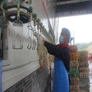 Quality 300-500BPH Automatic Poultry Slaughterhouse Chicken Slaughtering Machine wholesale