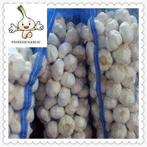 Quality China Garlic 2016 Natural Garlic 5.5cm new fresh white garlic of 20kg/mesh bag wholesale
