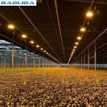 Agriculture Automated Blackout Greenhouse / Plastic Polythene Grow Tunnel