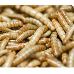 Quality Sino Crown Bulk Dried Mealworms wholesale