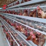 Automatic 120 Birds Poultry Farm Layer Cage Silver Adela