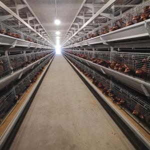 Quality 650x1250x2220mm Battery Poultry Cage H Type Automatic For Layer wholesale