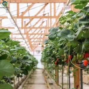 Quality Galvanized Steel Hydroponics Strawberry Greenhouse Large Size wholesale