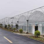 Multi Span Agricultural / Commercial Hydrophonic Greenhouse Easily Installed